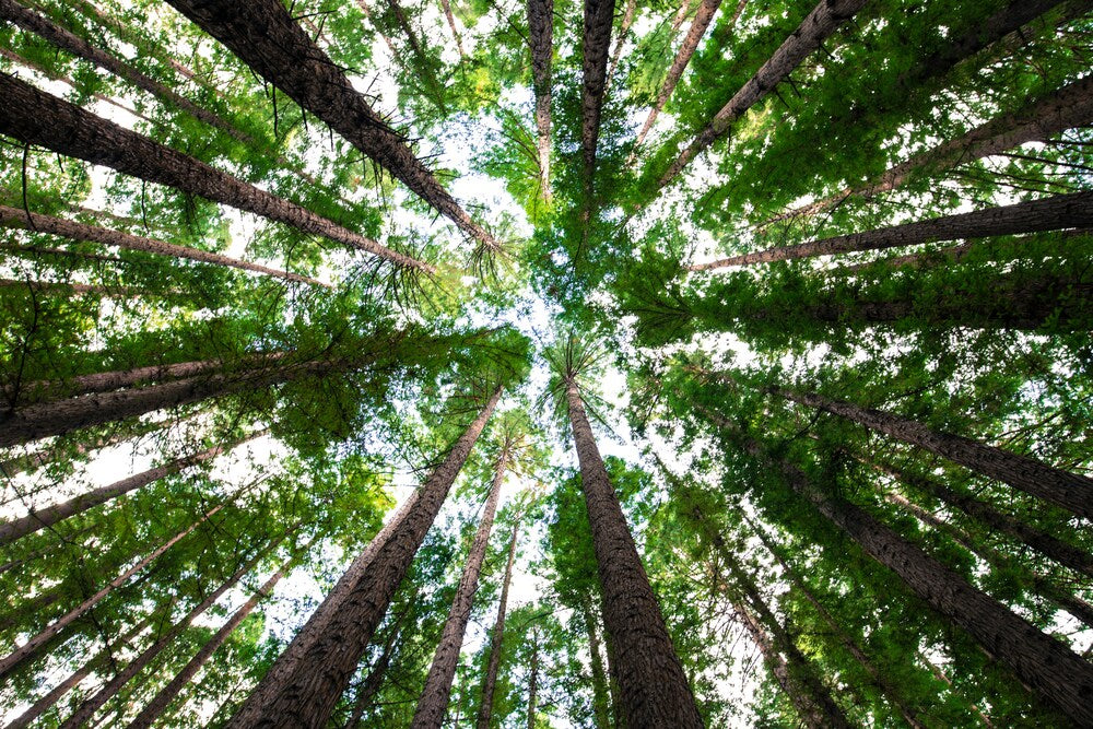Baum-pflanzen
