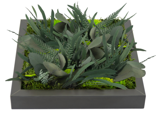 Jungle Moss