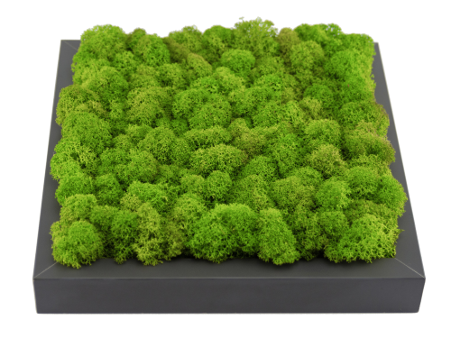 Reindeer Moss