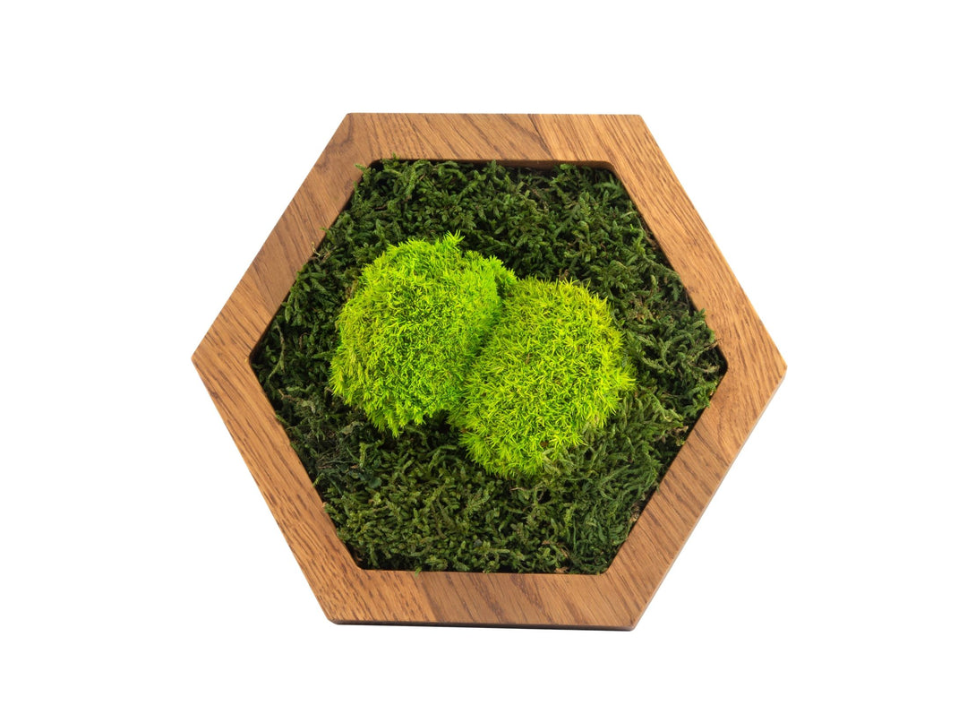 Hexagon Wald-Kugelmoos
