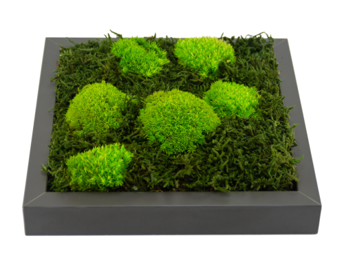 Forest and Bun Moss
