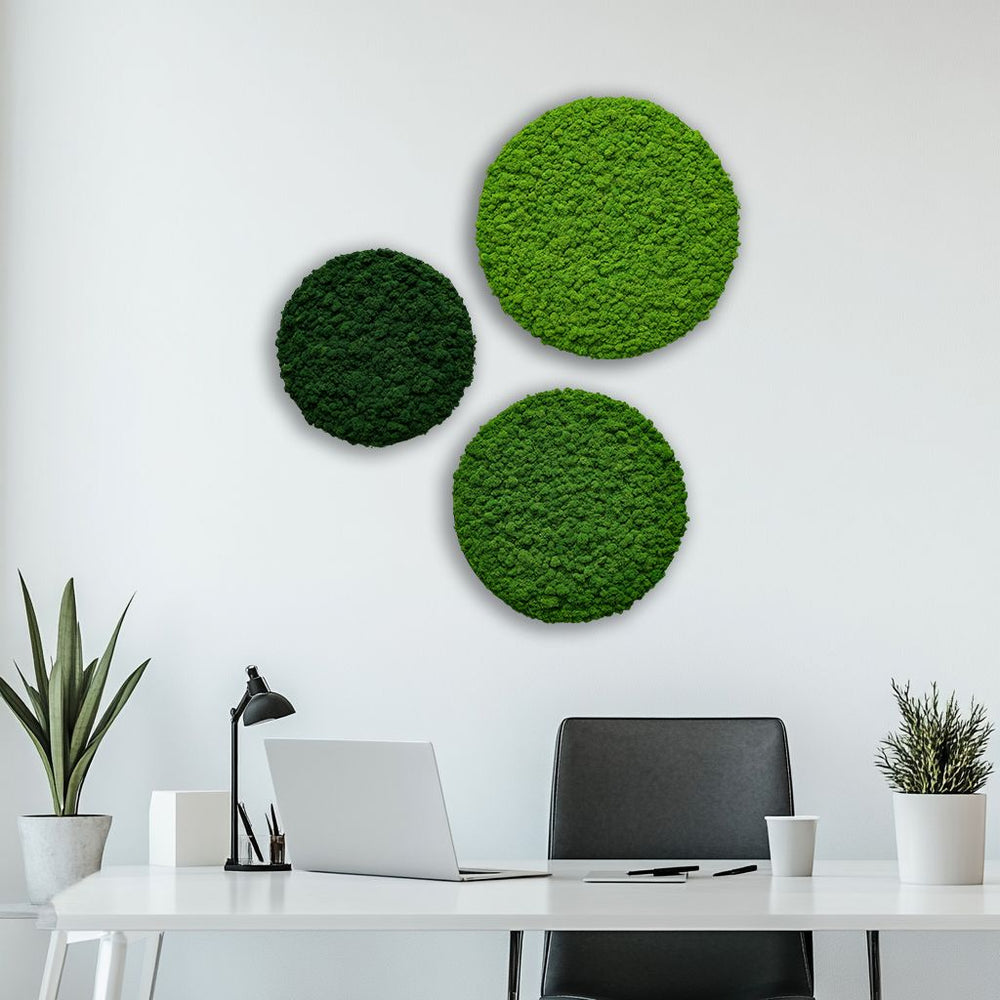 Drei Islandmoosbilder rund in verschiedenen Grössen