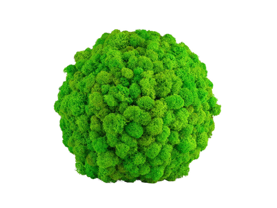 Moosball Islandmoos rund