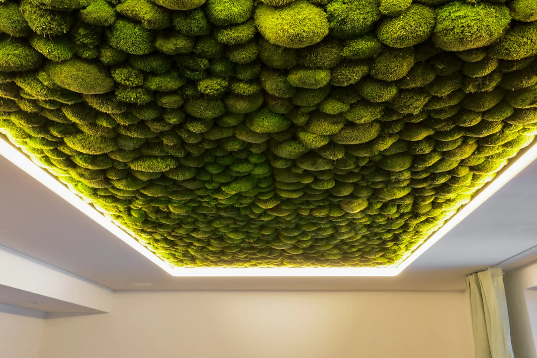 Moosdecke aus Kugelmoos in Wohnzimmer mit LED Belichtung