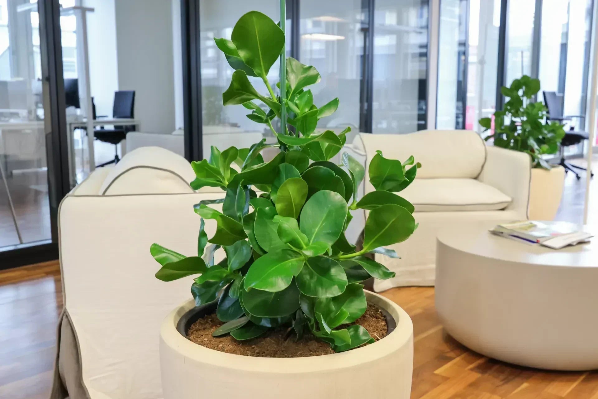 Lebende Pflanzen für Innenbegrünung Office