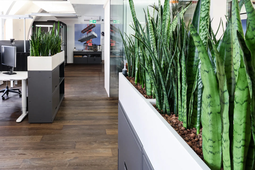 Bepflanzte Raumtrenner in Büro 