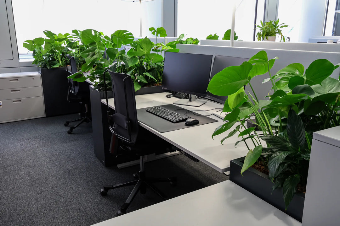 Pflanzen-Raumtrenner in Grossraumbüro 