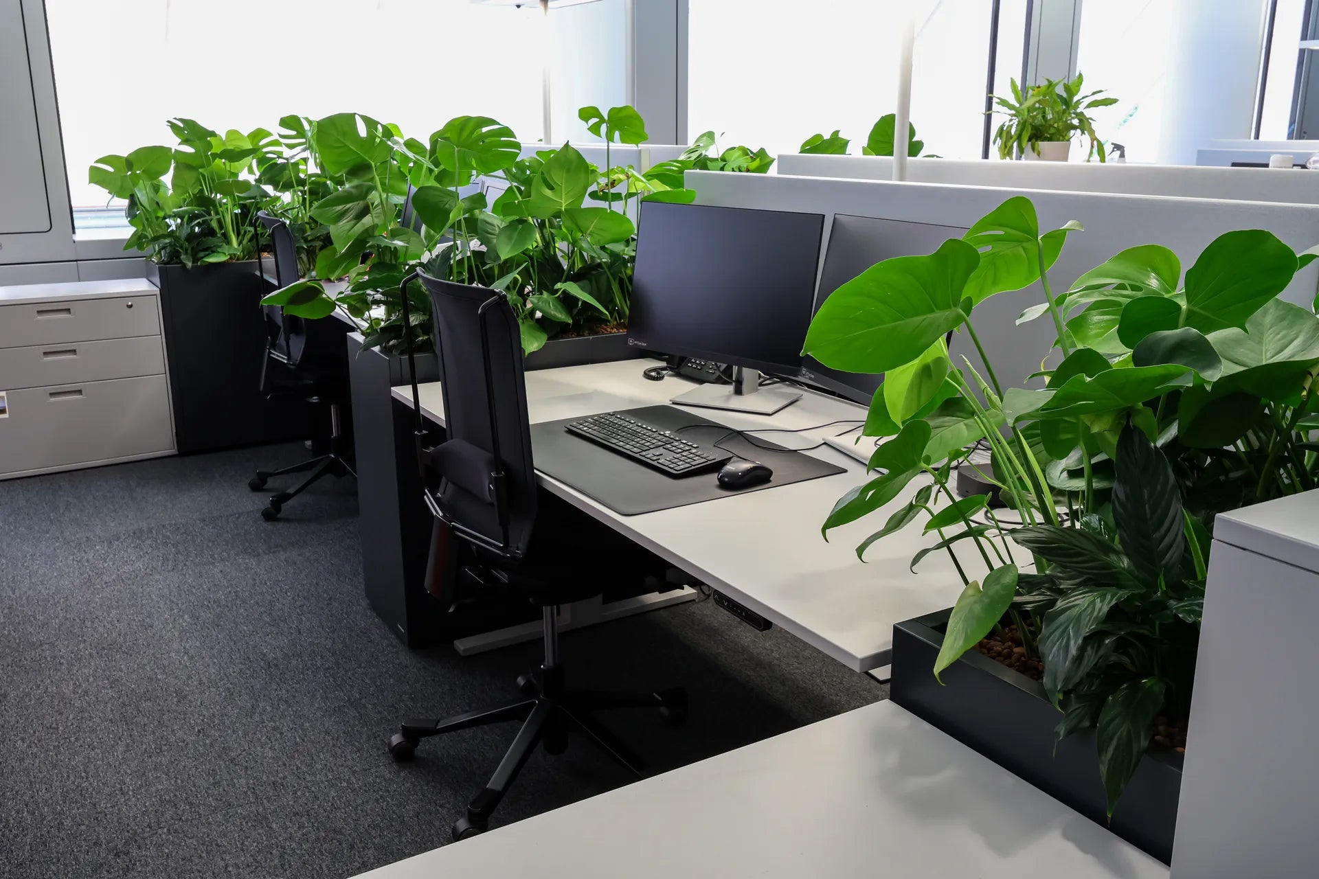 Pflanzen-Raumtrenner in Grossraumbüro 