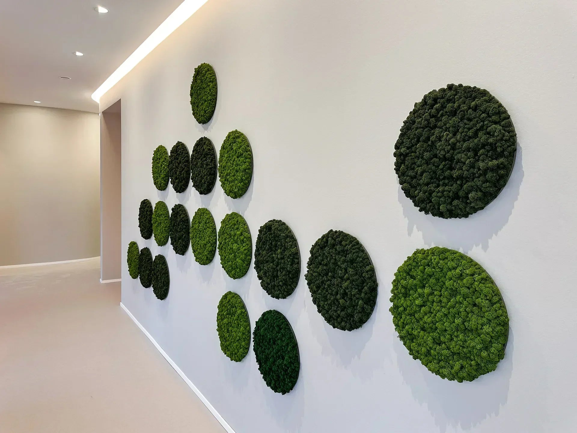 19 runde Islandmoosbilder in Zahnarztpraxis