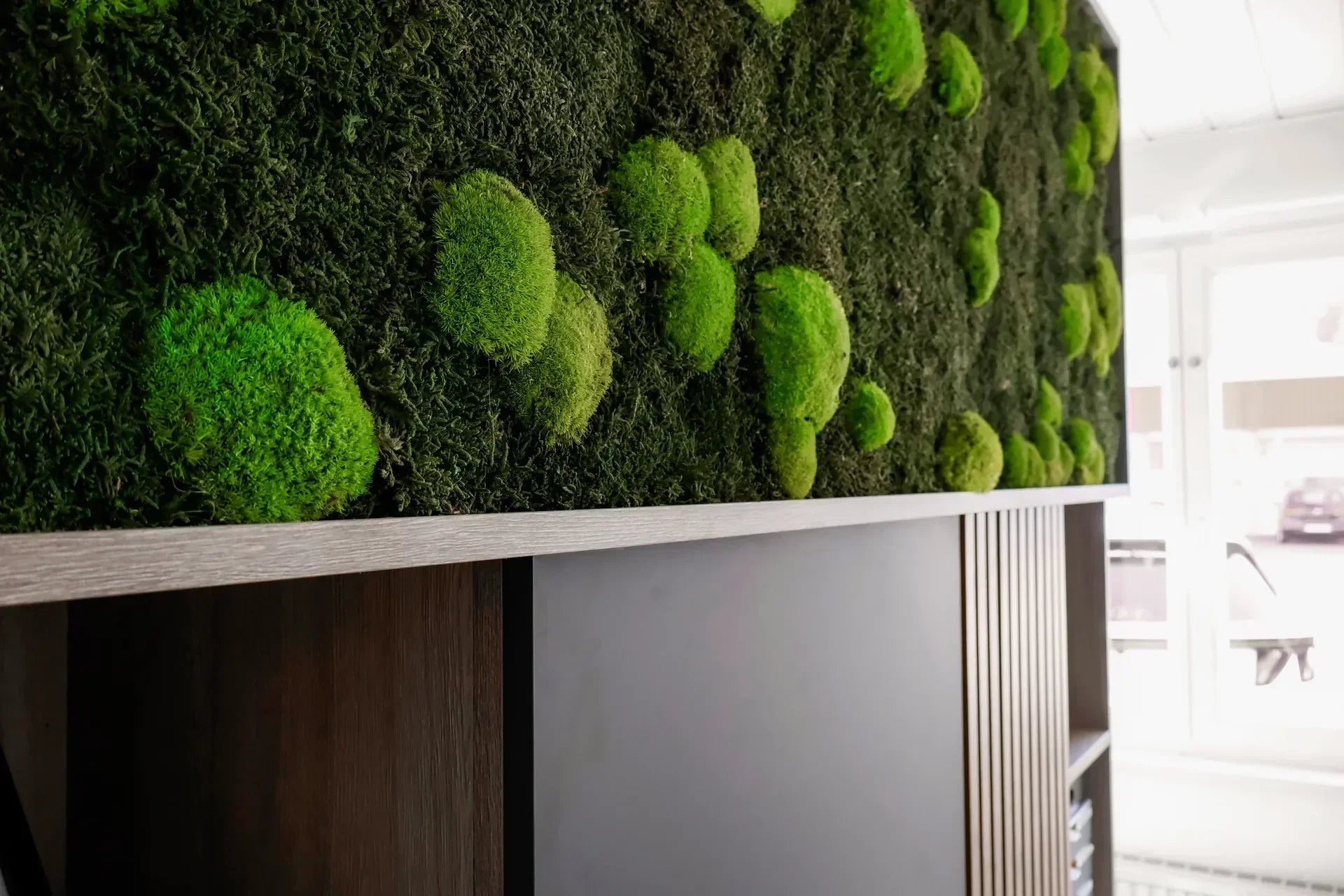 Wald-Kugelmoosbild für Empfangsbereich