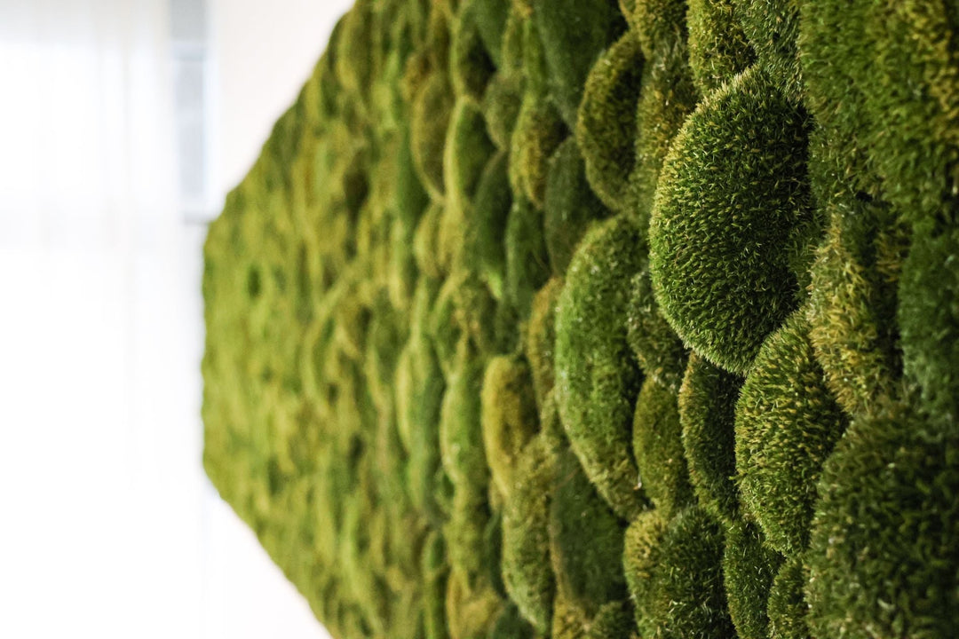 Kugelmoosbild Detailaufnahme