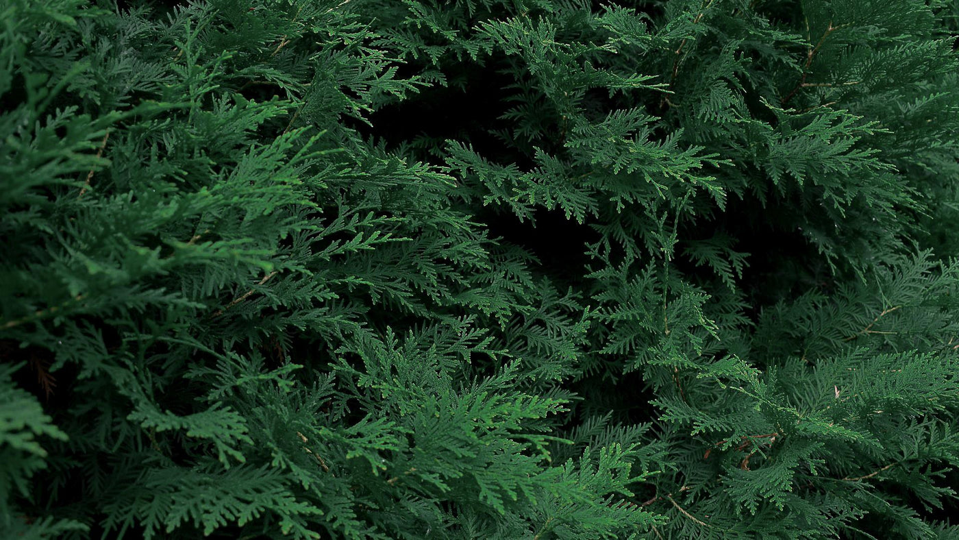 Thuja