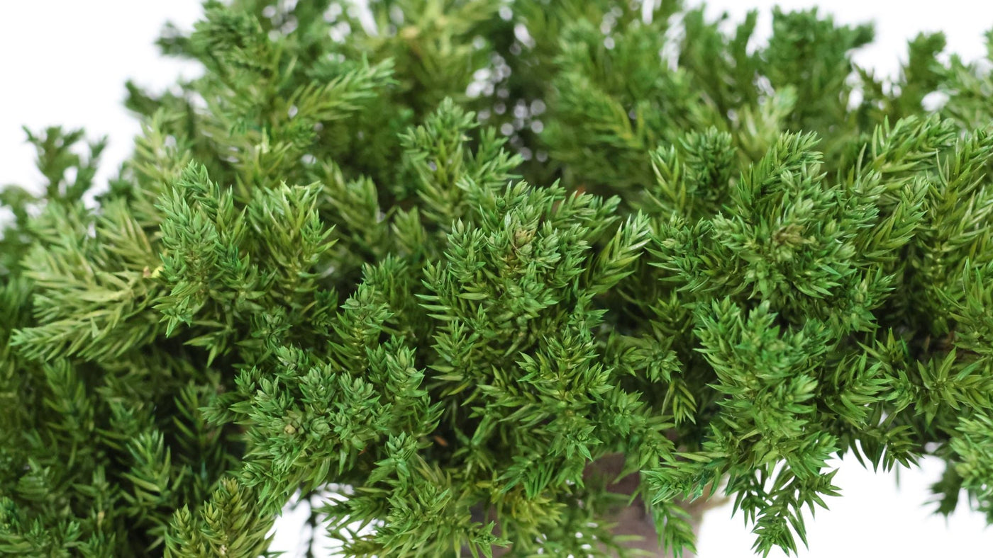 Juniperus