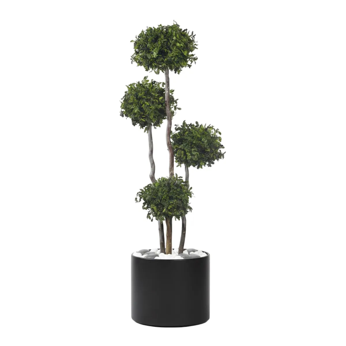 Pittosporum 4-Kugeln