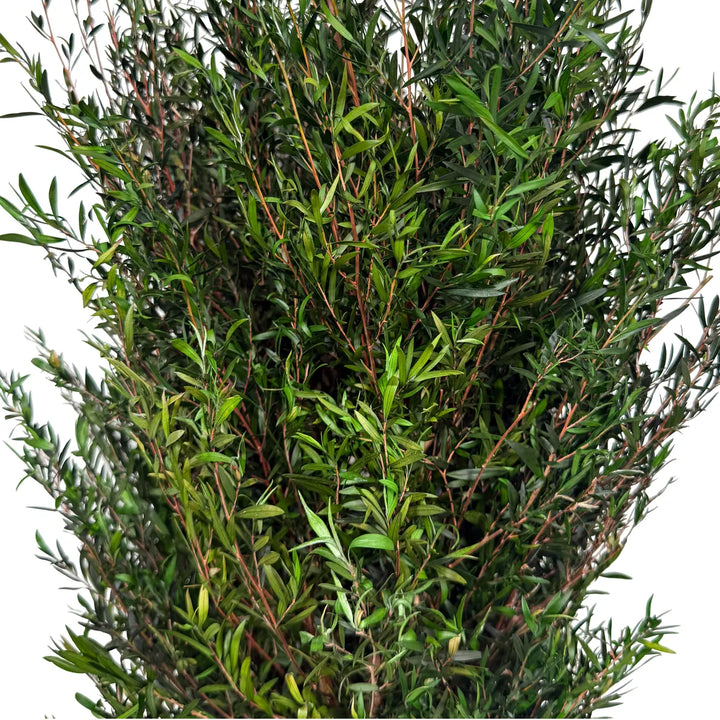 Lepto Longifolia Blattwerk