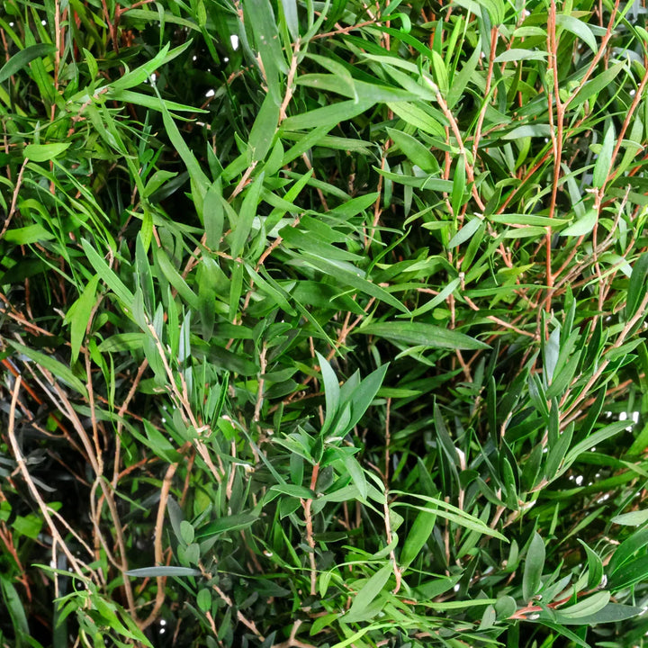Detailbild Lepto Longifolia
