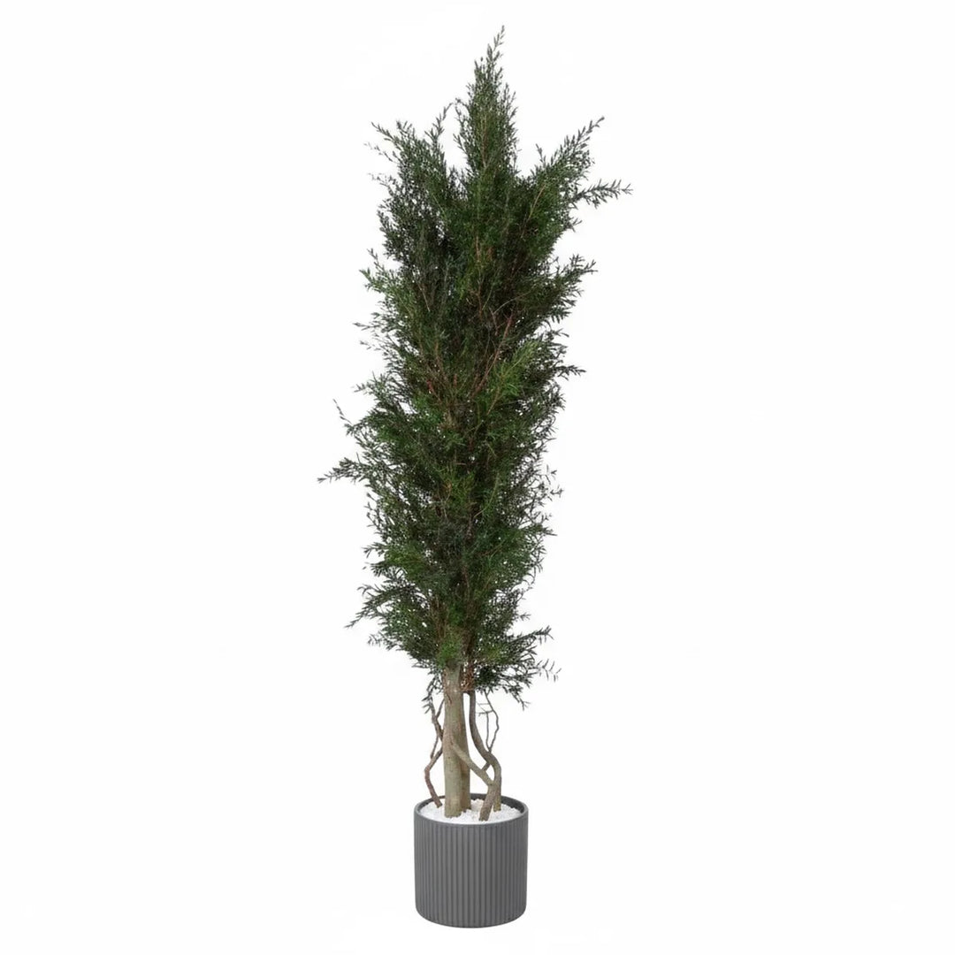 Lepto Longifolia Pflanze konserviert 180 cm