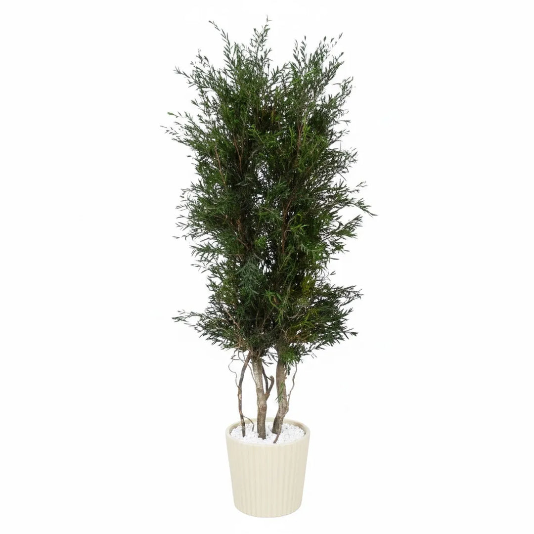 Lepto Longifolia Pflanze konserviert 130 cm