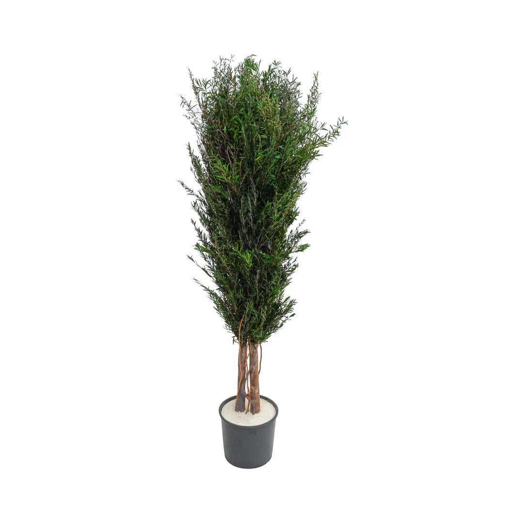 Lepto Logifolia 130 cm ohne Topf