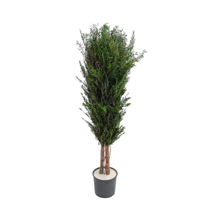 Lepto Logifolia 130 cm ohne Topf