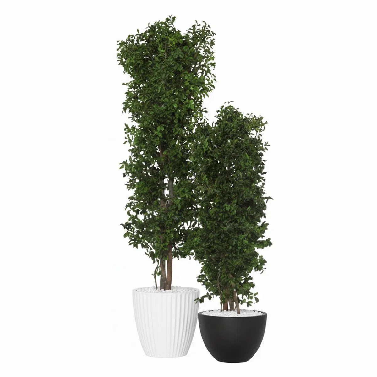 Pittosporum schmal stabilisiert