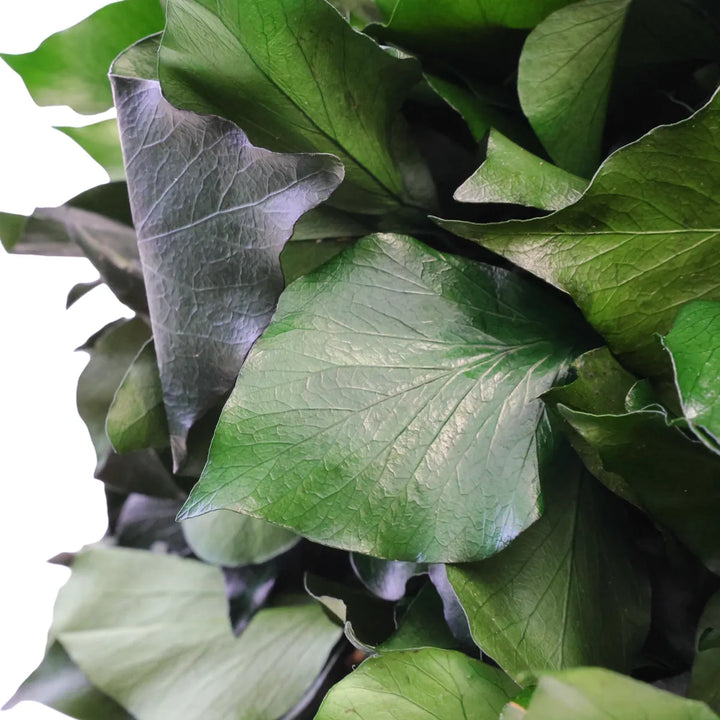 Hedera Blattwerk Details