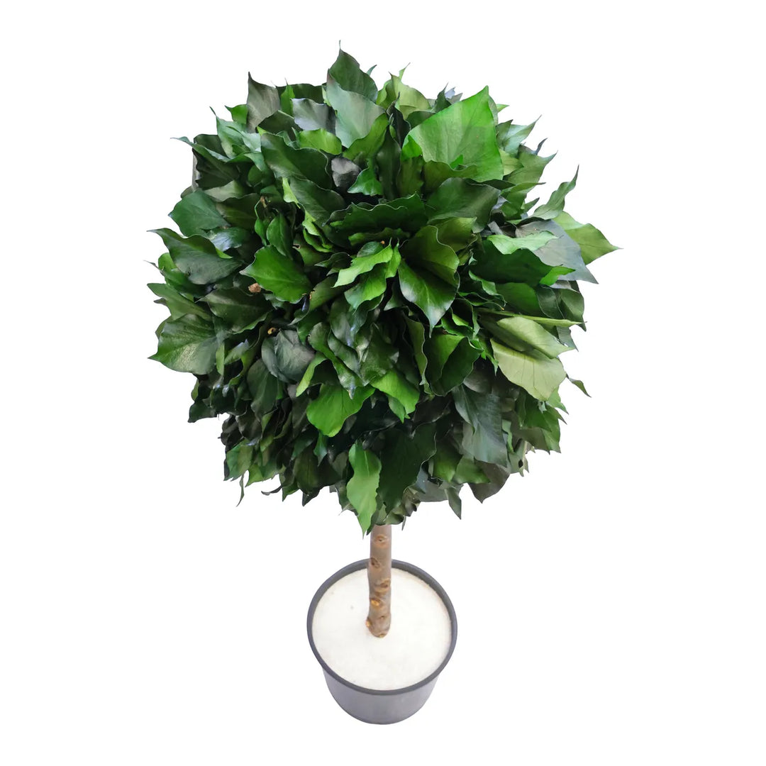 Hedera 1 Kugel 100 cm von oben