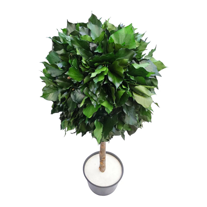 Hedera 1 Kugel 100 cm von oben