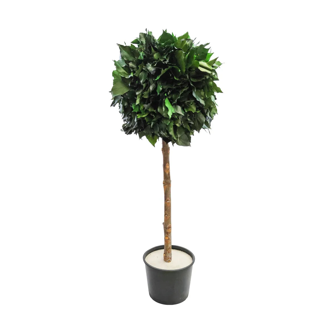 Hedera 1 Kugel 100 cm 