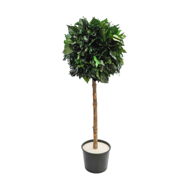 Hedera 1 Kugel 100 cm 