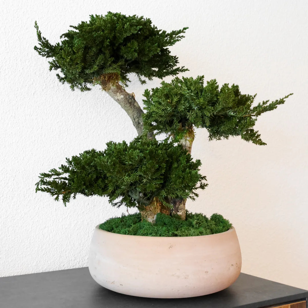 Bonsai in Topf im Erdton