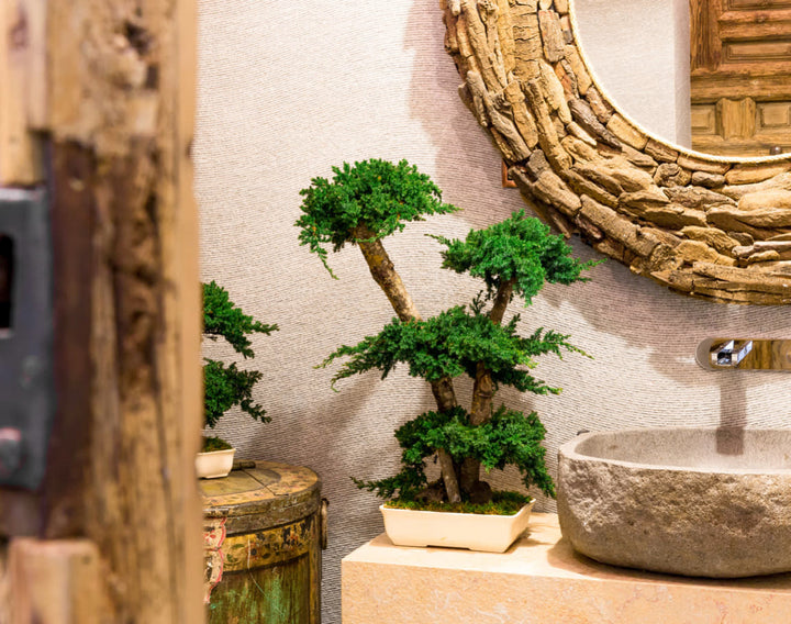Juniperus Bonsai 70 cm