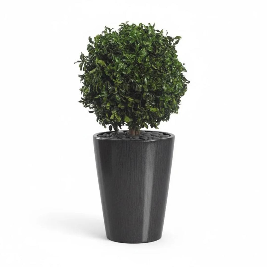 Pittosporum 1-Kugel stabilisiert 50 cm