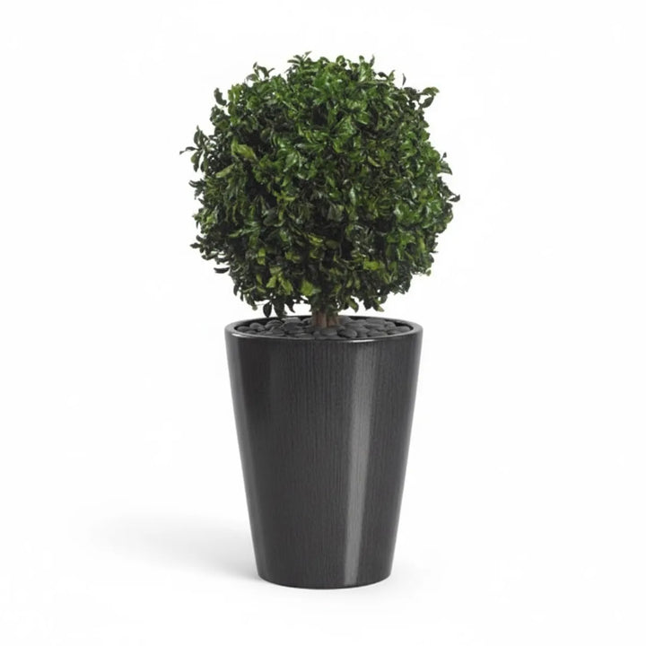 Pittosporum 1-Kugel stabilisiert 50 cm