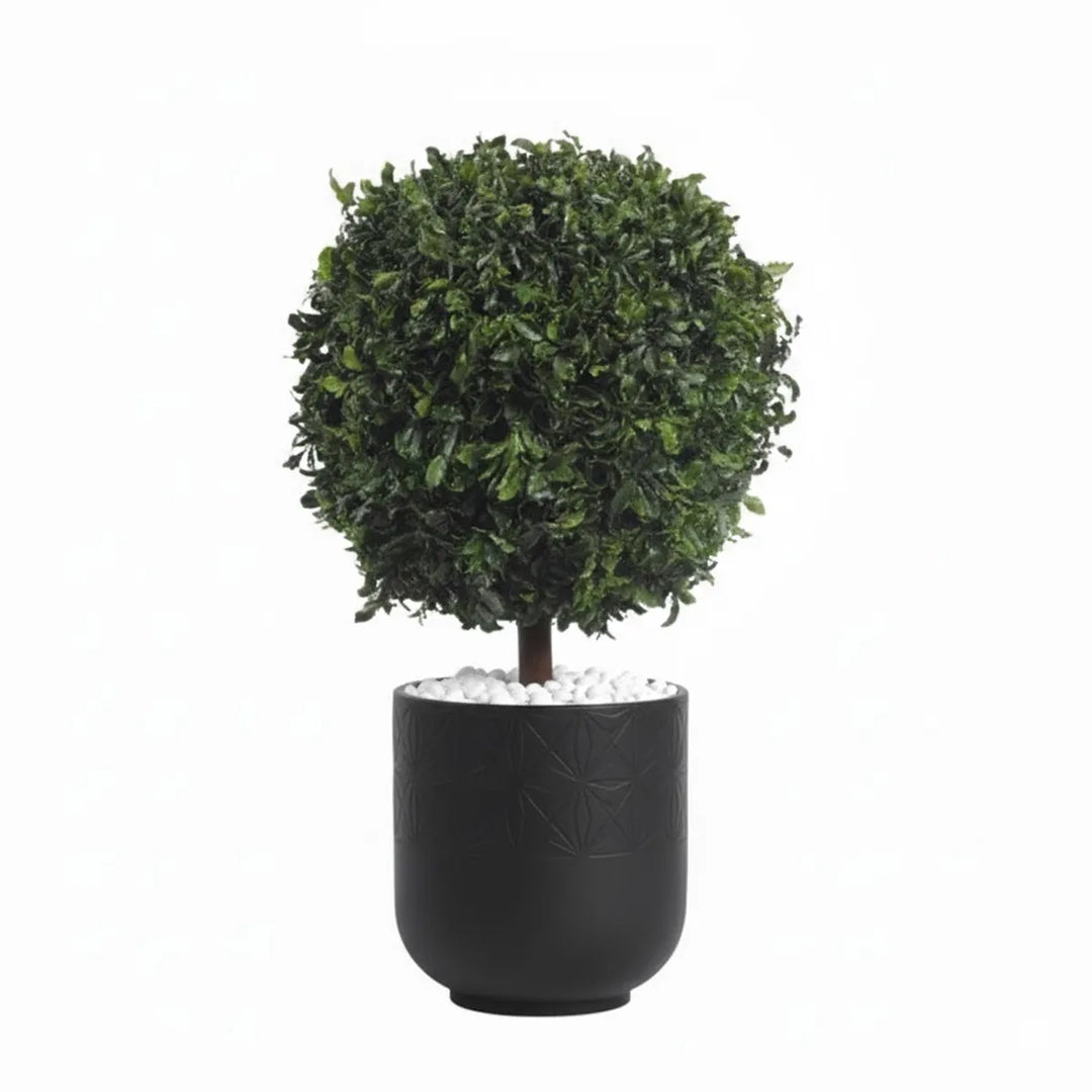 Pittosporum 1-Kugel stabilisiert 65 cm