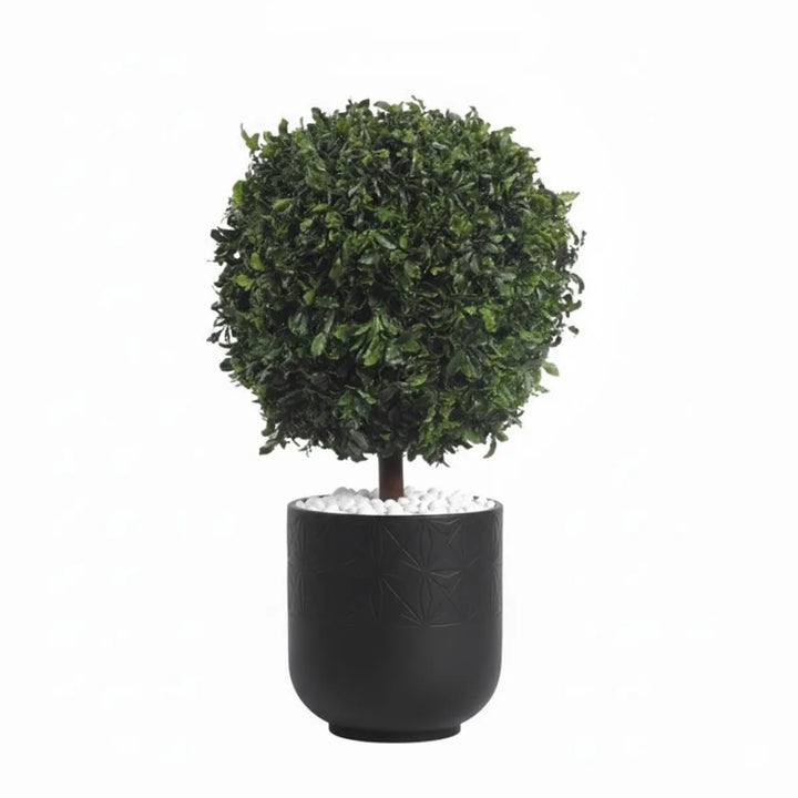 Pittosporum 1-Kugel stabilisiert 65 cm