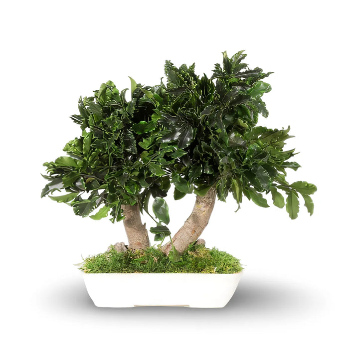 Pittosporum Bonsaia 25 cm