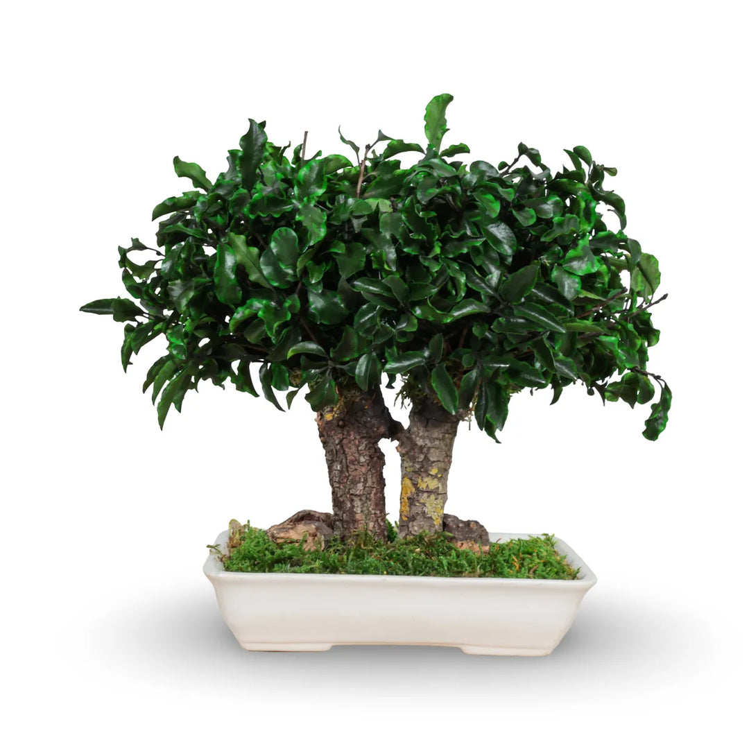 Pittosporum Bonsai