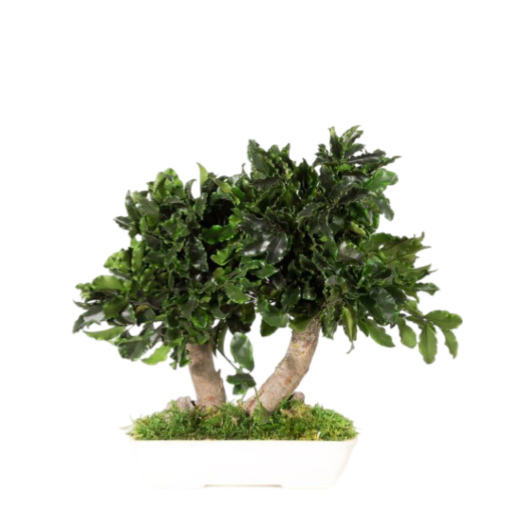 Pittosporum Bonsai