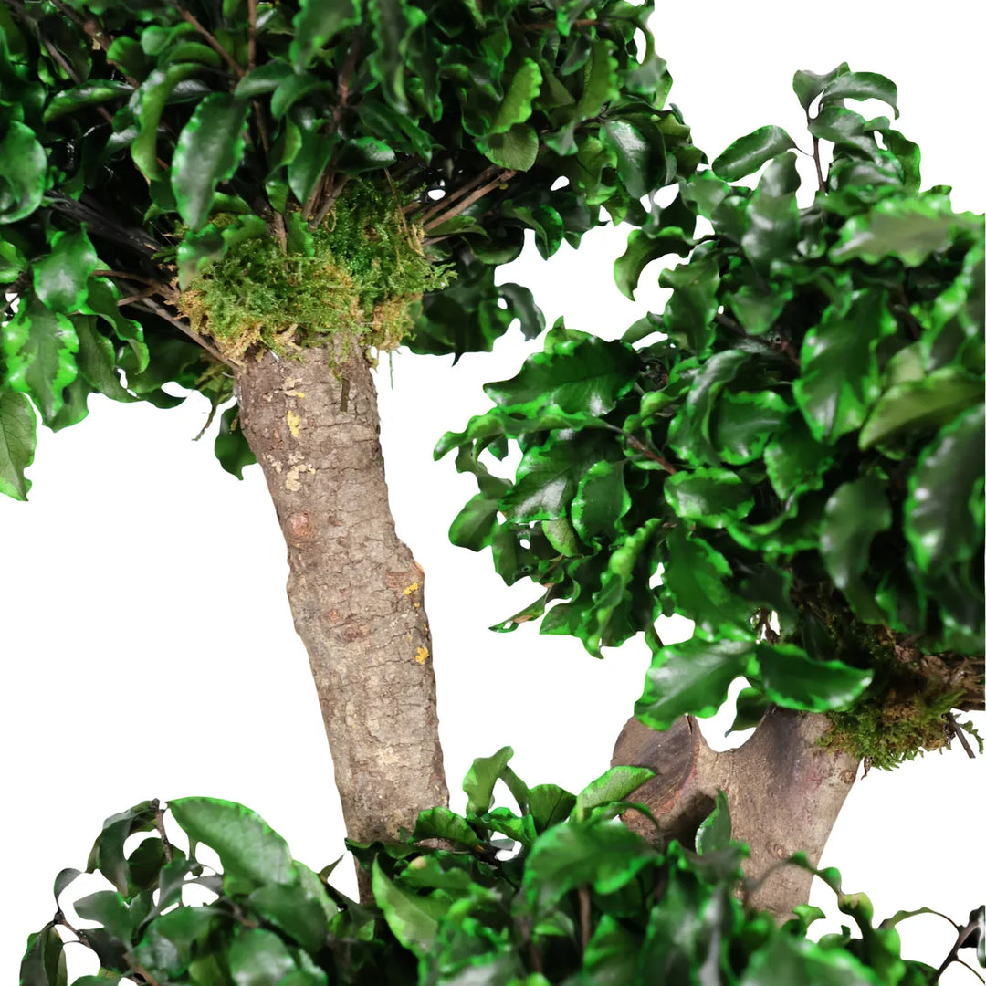 Pittosporum Bonsai