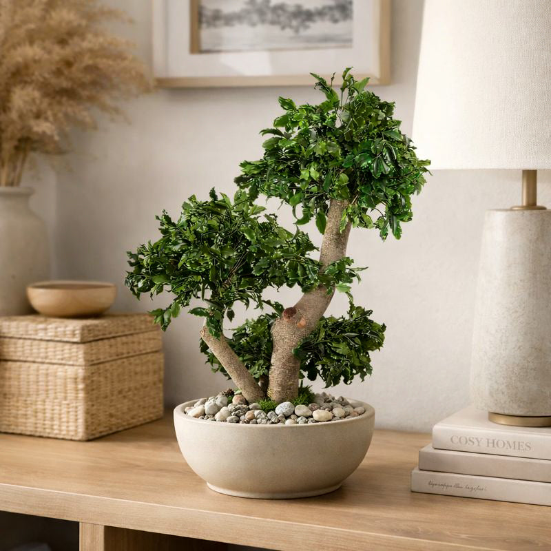 Pittosporum Bonsai 50 cm Home