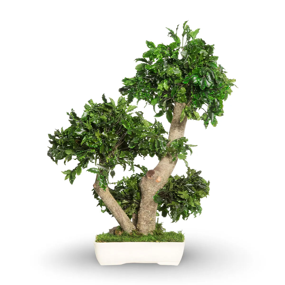 Pittosporum Bonsaia 50 cm