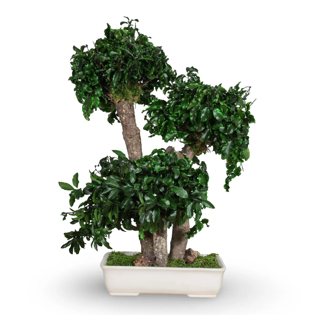 Pittosporum Bonsai