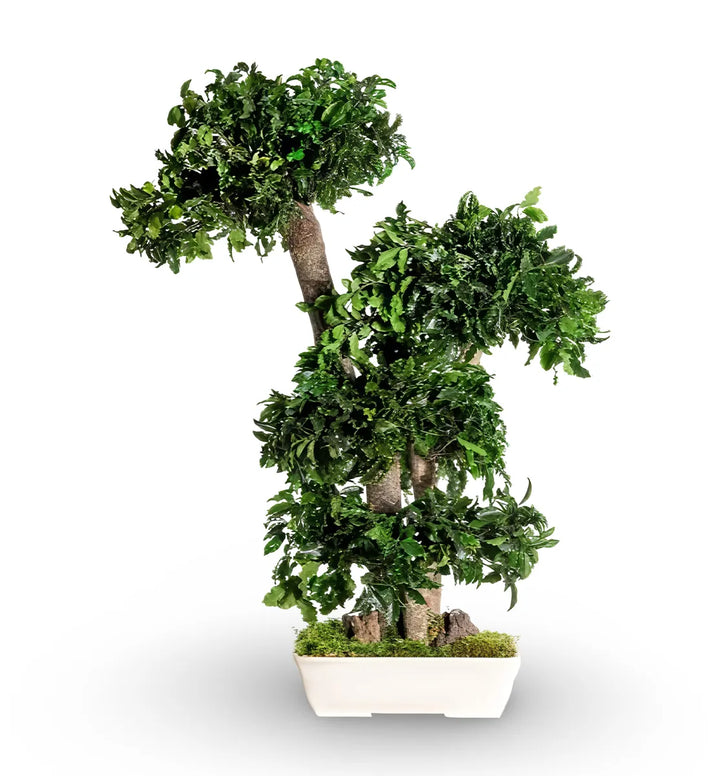 Pittosporum Bonsaia 70 cm