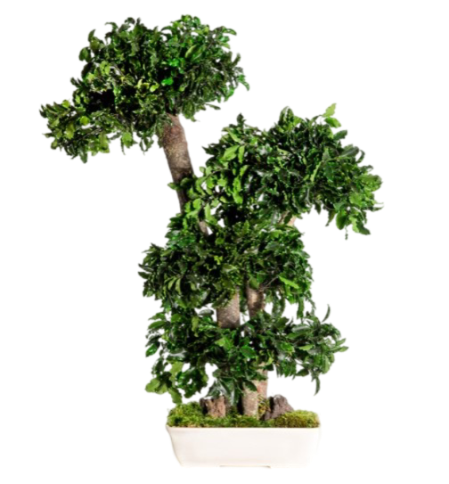Pittosporum Bonsai