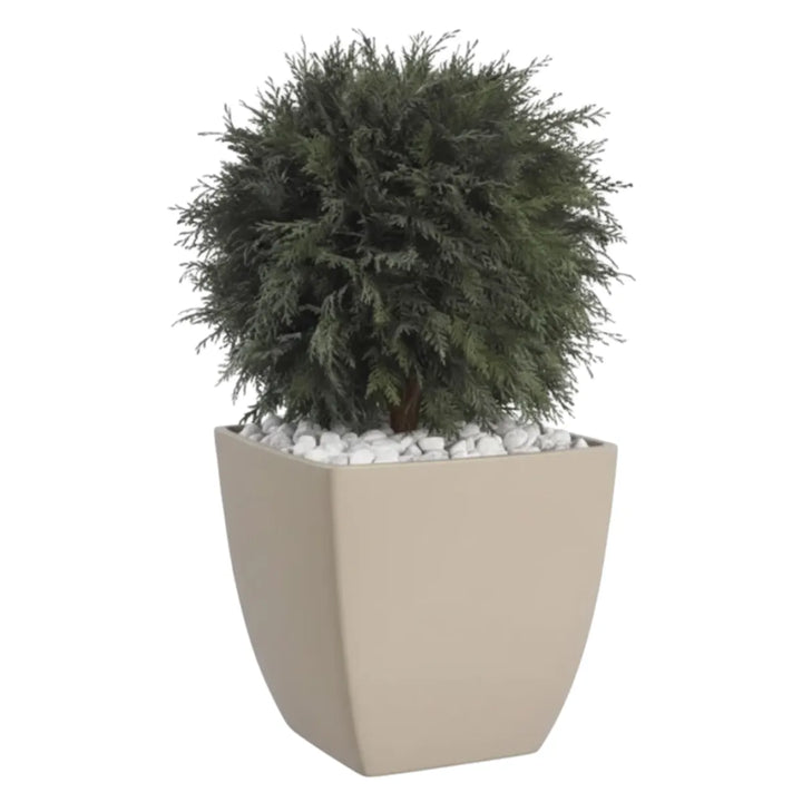 Thuja 1-Kugel 65 cm in Topf