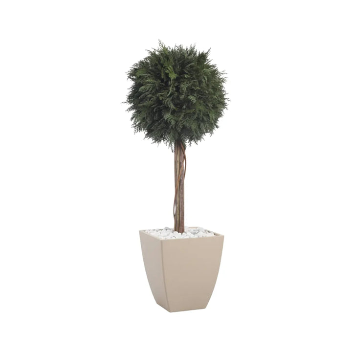  Thuja 1-Kugel 100 cm in Topf