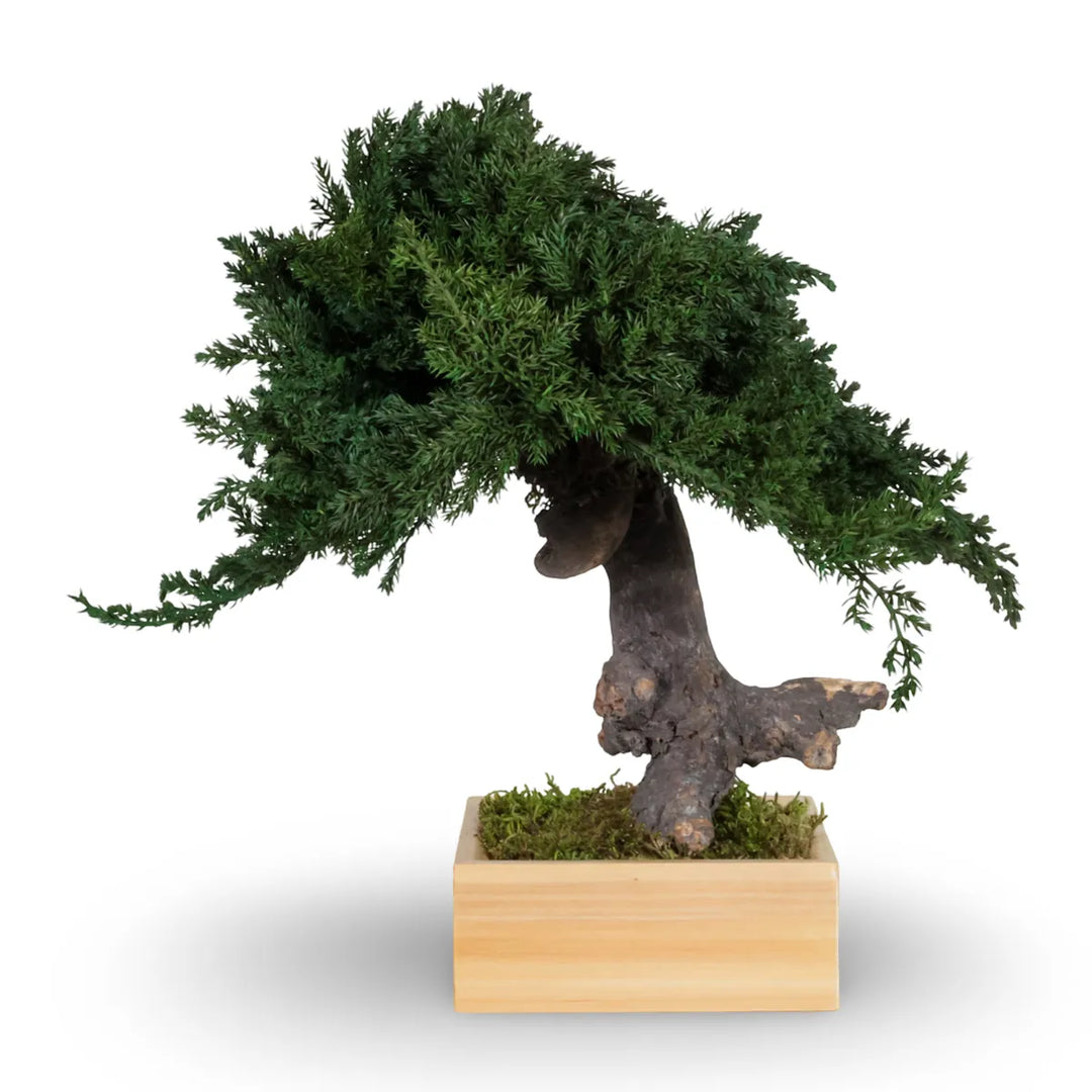 Juniperus Bonsai einstämmig