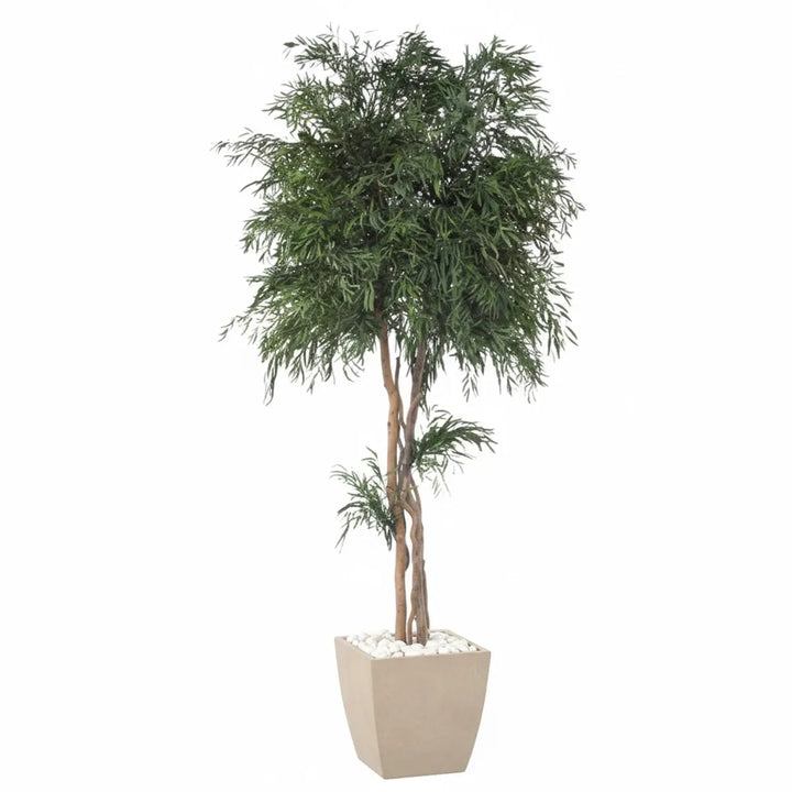 Nicoli Krone 240 cm im Topf