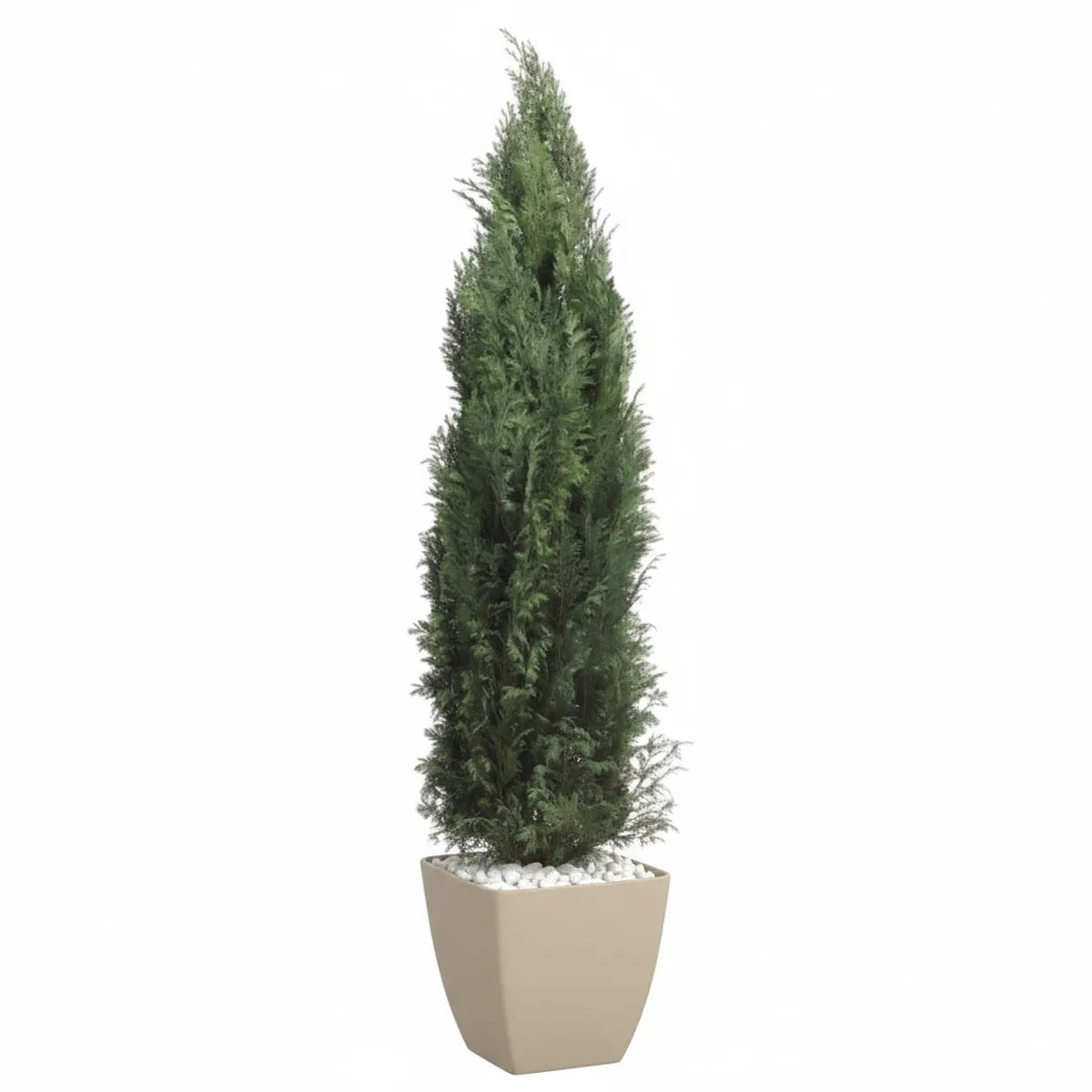 Thuja Columnaris Lebensbaum konserviert (150 cm)